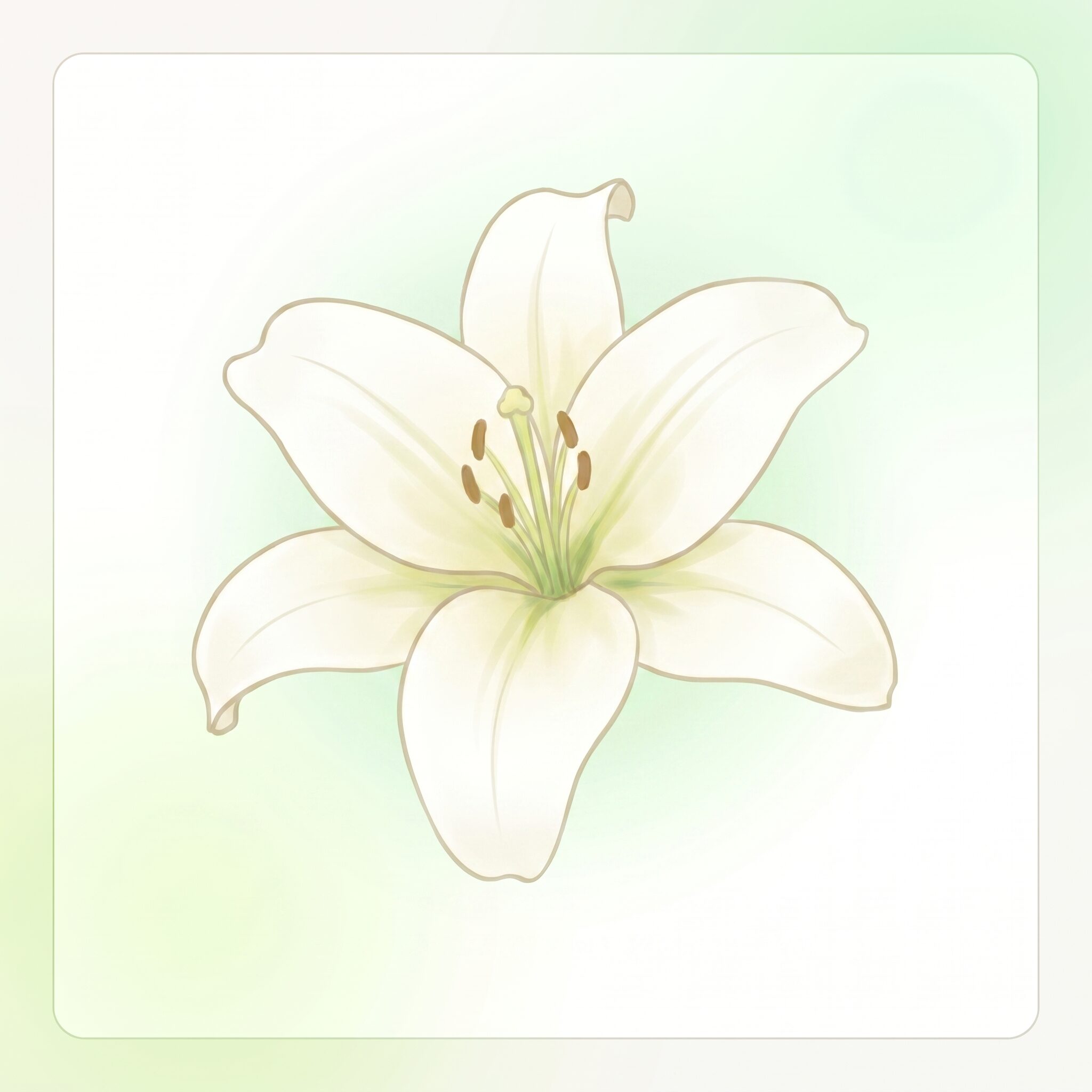 百合の花(白)
